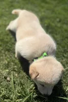 Pickles, a female Chow Chow and Border Collie for sale in Farmersville, TX – 2 of 4