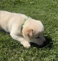 Pickles, a female Chow Chow and Border Collie for sale in Farmersville, TX – 3 of 4