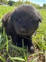 Sater , a female Chow Chow and Border Collie for sale in Farmersville, TX – 3 of 4