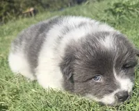 Kyra, a female Chow Chow and Border Collie for sale in Farmersville, TX – 2 of 3