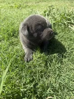 Slay, a female Chow Chow and Border Collie for sale in Farmersville, TX – 2 of 4