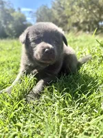 Slay, a female Chow Chow and Border Collie for sale in Farmersville, TX – 4 of 4