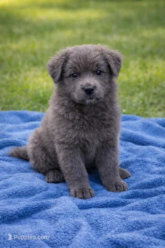 Cedar, a male Chow Chow and Border Collie for sale in Farmersville, TX – Photo 1 of 1