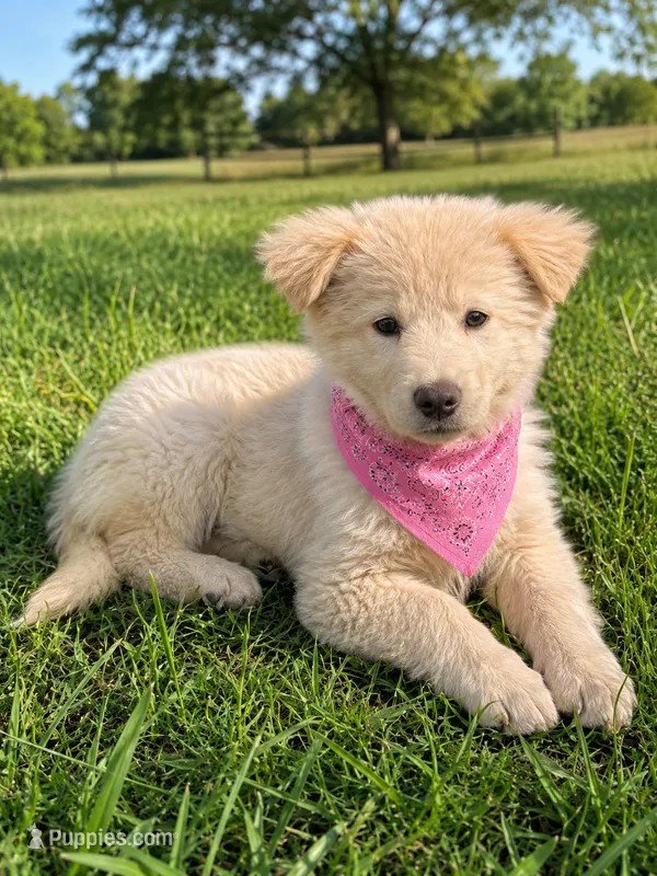 Hazel – Chow Chow, Border Collie puppy for sale in Farmersville, TX