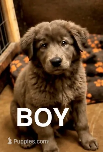 Nimbus – Chow Chow, Border Collie puppy for sale in Farmersville, TX
