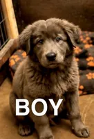 Nimbus, a male Chow Chow and Border Collie for sale in Farmersville, TX – 1 of 1