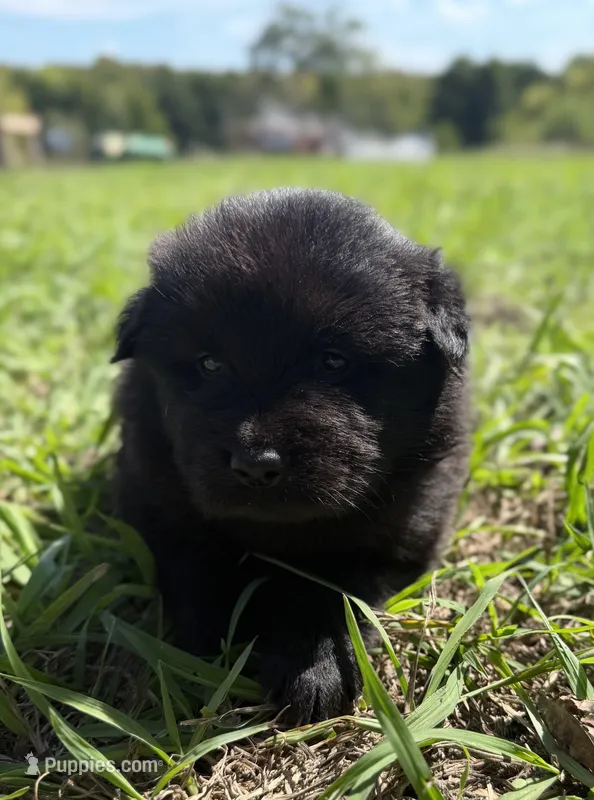 Sater  – Chow Chow, Border Collie puppy for sale in Farmersville, TX