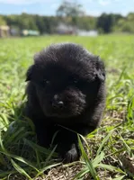 Sater , a female Chow Chow and Border Collie for sale in Farmersville, TX – 1 of 4