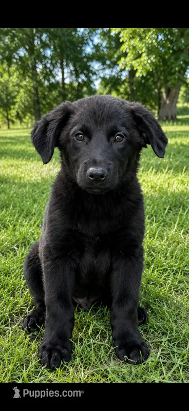 Onyx – Chow Chow, Border Collie puppy for sale in Farmersville, TX