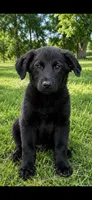 Onyx, a male Chow Chow and Border Collie for sale in Farmersville, TX – 1 of 1