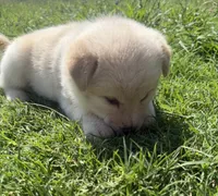 Pickles, a female Chow Chow and Border Collie for sale in Farmersville, TX – 4 of 4