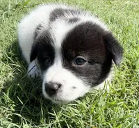 Ziggy, a male Chow Chow and Border Collie for sale in Farmersville, TX – 3 of 4