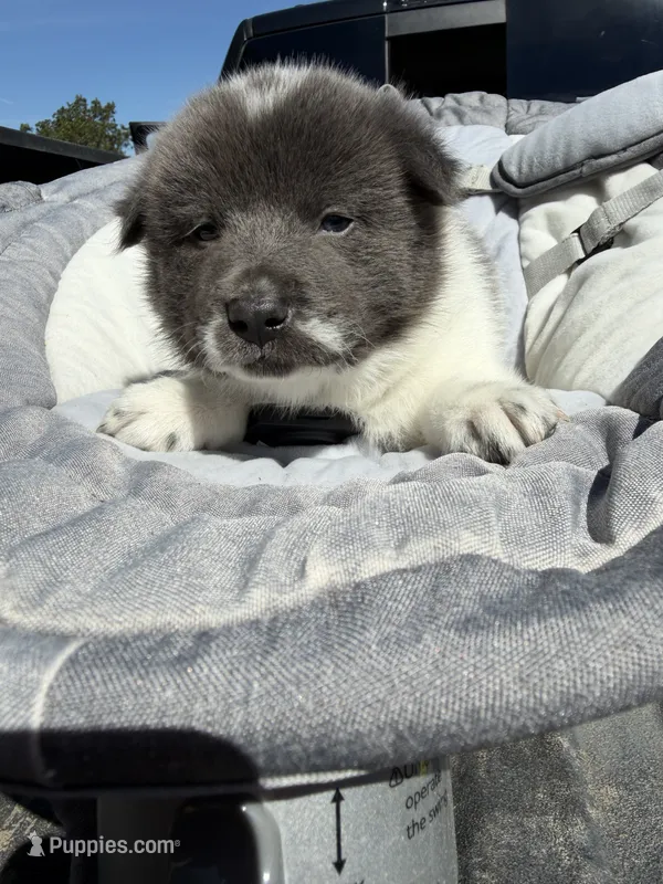 Koda  – Chow Chow, Border Collie puppy for sale in Farmersville, TX