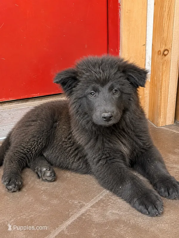 Bear – Chow Chow, Border Collie puppy for sale in Farmersville, TX