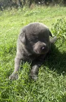 Slay, a female Chow Chow and Border Collie for sale in Farmersville, TX – 3 of 4
