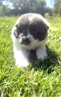 Kyra, a female Chow Chow and Border Collie for sale in Farmersville, TX – 1 of 3