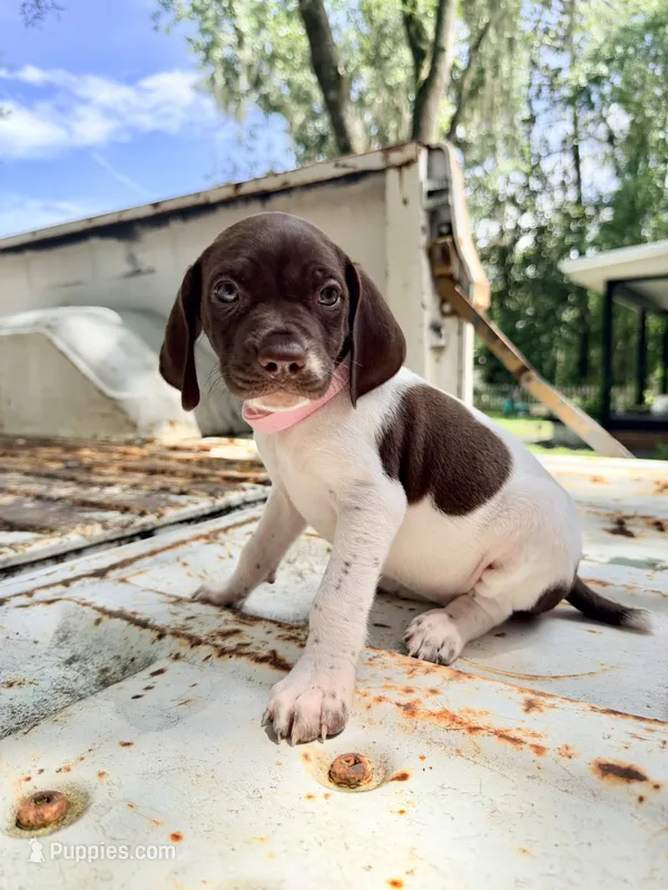 Clover – German Shorthaired Pointer puppy for sale in Macclenny, FL