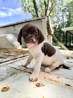 Clover, a female German Shorthaired Pointer for sale in Macclenny, FL – 1 of 5