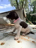 Clover, a female German Shorthaired Pointer for sale in Macclenny, FL – 3 of 5