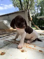 Clover, a female German Shorthaired Pointer for sale in Macclenny, FL – 2 of 5