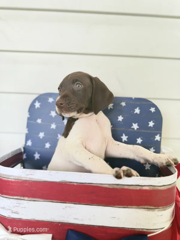 Reef – German Shorthaired Pointer puppy for sale in Macclenny, FL