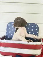 Reef, a male German Shorthaired Pointer for sale in Macclenny, FL – 1 of 6