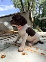 Clover, a female German Shorthaired Pointer for sale in Macclenny, FL – 4 of 5