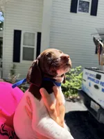Reef, a male German Shorthaired Pointer for sale in Macclenny, FL – 6 of 6