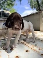 Reef, a male German Shorthaired Pointer for sale in Macclenny, FL – 4 of 6