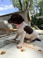 Clover, a female German Shorthaired Pointer for sale in Macclenny, FL – 5 of 5