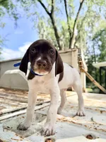 Reef, a male German Shorthaired Pointer for sale in Macclenny, FL – 5 of 6