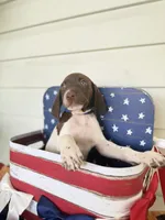 Reef, a male German Shorthaired Pointer for sale in Macclenny, FL – 2 of 6