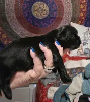 Bee, a female Shih Tzu for sale in Dublin, GA – Photo 1 of 5