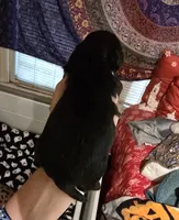 Bee, a female Shih Tzu for sale in Dublin, GA – Photo 3 of 5