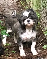 Bee, a female Shih Tzu for sale in Dublin, GA – Photo 5 of 5