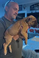 Faline , a female Cane Corso for sale in Emporia, VA – 2 of 4