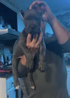 Hades , a male Cane Corso for sale in Emporia, VA – 1 of 5