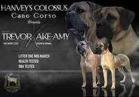 Faline , a female Cane Corso for sale in Emporia, VA – 4 of 4