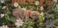 Hades , a male Cane Corso for sale in Emporia, VA – 3 of 5