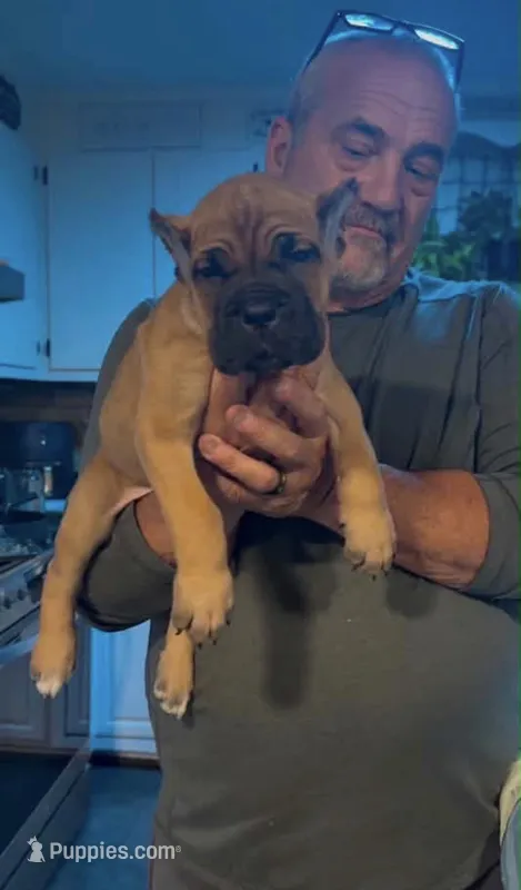 Faline  – Cane Corso puppy for sale in Emporia, VA