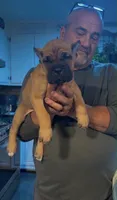 Faline , a female Cane Corso for sale in Emporia, VA – 1 of 4