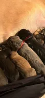 Hades , a male Cane Corso for sale in Emporia, VA – 4 of 5
