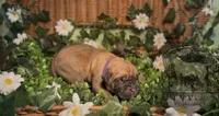 Faline , a female Cane Corso for sale in Emporia, VA – 3 of 4