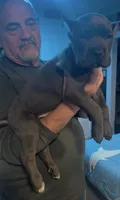 Hades , a male Cane Corso for sale in Emporia, VA – 2 of 5