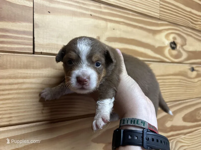Boy Puppy 1, a male Miniature American Shepherd for sale in Winter Haven, FL – Photo 1 of 2