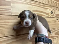 Boy Puppy 1, a male Miniature American Shepherd for sale in Winter Haven, FL – Photo 2 of 2