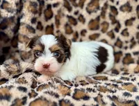 Chocolate Yorkie, a female Yorkshire Terrier for sale in Rancho Cucamonga, CA – 2 of 4