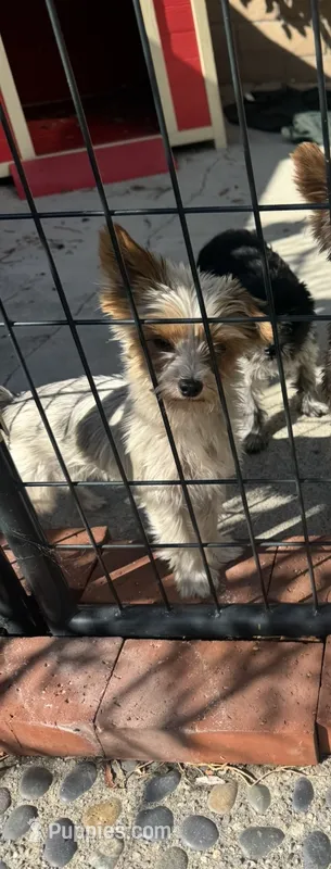 Parti Girl – Yorkshire Terrier puppy for sale in Rancho Cucamonga, CA