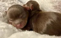 Chocolate Yorkie, a female Yorkshire Terrier for sale in Rancho Cucamonga, CA – 4 of 4