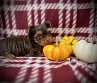 Chocolate Yorkie, a female Yorkshire Terrier for sale in Rancho Cucamonga, CA – 3 of 4